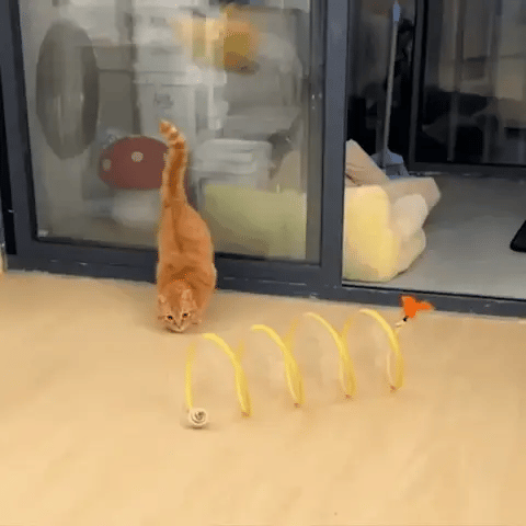 Bazorn Cat Coil Spring Toy For Indoor Cats