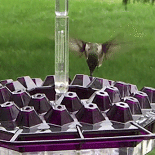 Bazorn Sweety Hummingbird Feeder